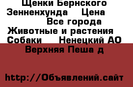 Щенки Бернского Зенненхунда  › Цена ­ 40 000 - Все города Животные и растения » Собаки   . Ненецкий АО,Верхняя Пеша д.